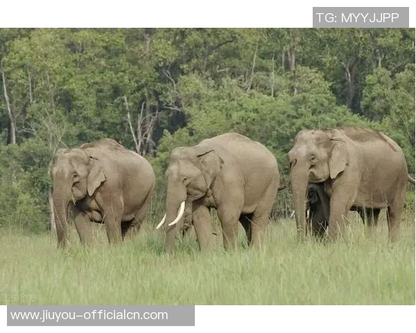 姚明在英文街上的奇妙冒险与文化交流之旅